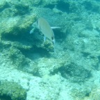 Scuvol Bodrum Tauchen 2012 - 03