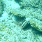 Scuvol Bodrum Tauchen 2012 - 04