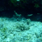 Scuvol Bodrum Tauchen 2012 - 17