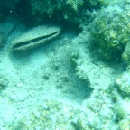 Scuvol Bodrum Tauchen 2012 - 19