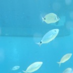 Scuvol Bodrum Tauchen 2012 - 23