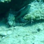 Scuvol Bodrum Tauchen 2012 - 54