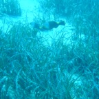 Scuvol Bodrum Tauchen 2012 - 60