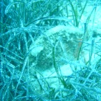 Scuvol Bodrum Tauchen 2012 - 62