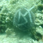 Scuvol Didim Tauchen 2012 - 06