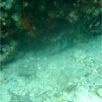 Scuvol Didim Tauchen 2012 - 07