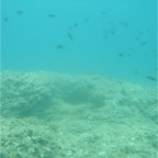 Scuvol Didim Tauchen 2012 - 08