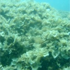 Scuvol Didim Tauchen 2012 - 11