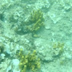 Scuvol Didim Tauchen 2012 - 12