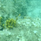 Scuvol Didim Tauchen 2012 - 13