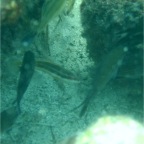 Scuvol Didim Tauchen 2012 - 21