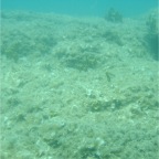 Scuvol Didim Tauchen 2012 - 22