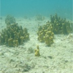 Scuvol Didim Tauchen 2012 - 23